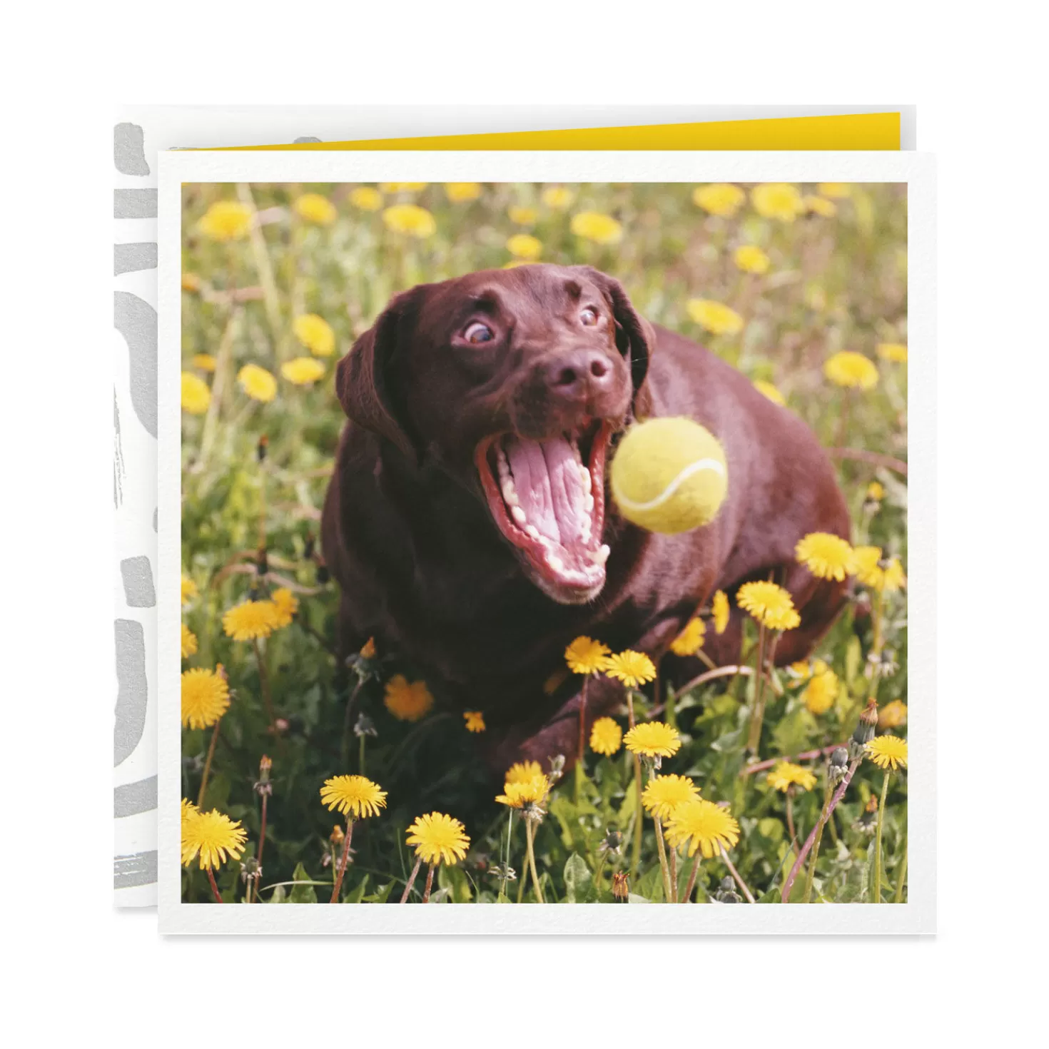 Best Chocolate Lab Perfect Moments Card Encouragement