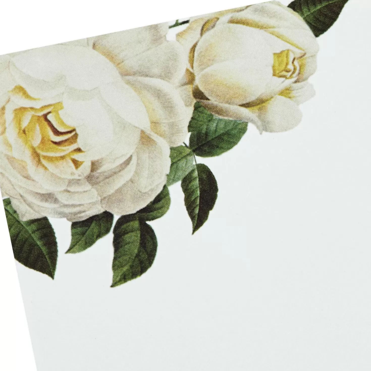 New Cream And Pink Roses Blank Flat Note Cards With Caddy, Box Of 40 Thank You