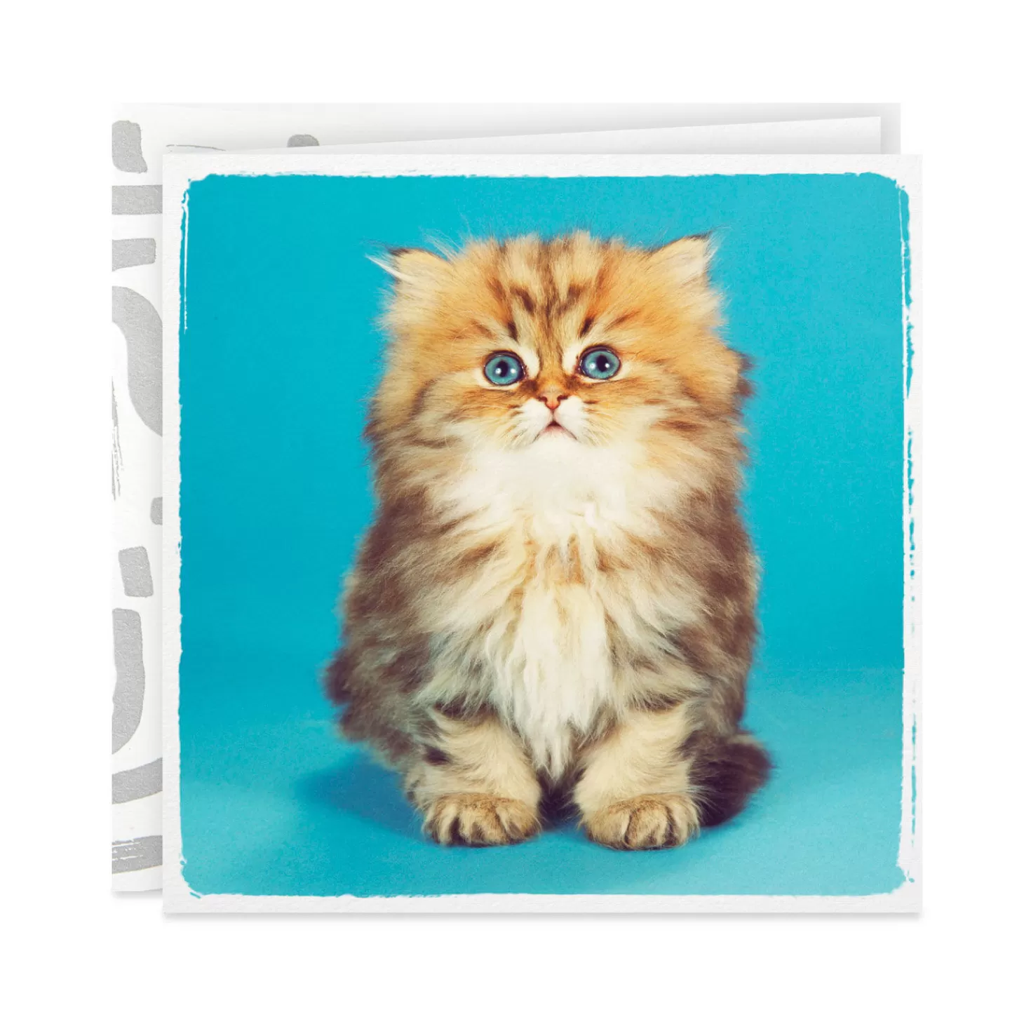 Birthday>Hallmark Cute Kitten Photo Birthday Card