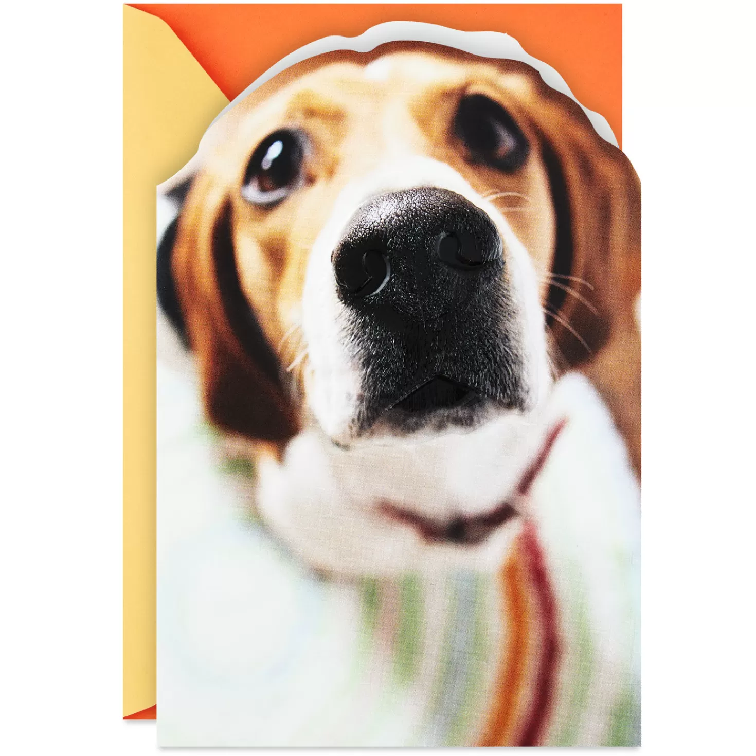 Birthday>Hallmark Do I Smell Old People Funny Birthday Card