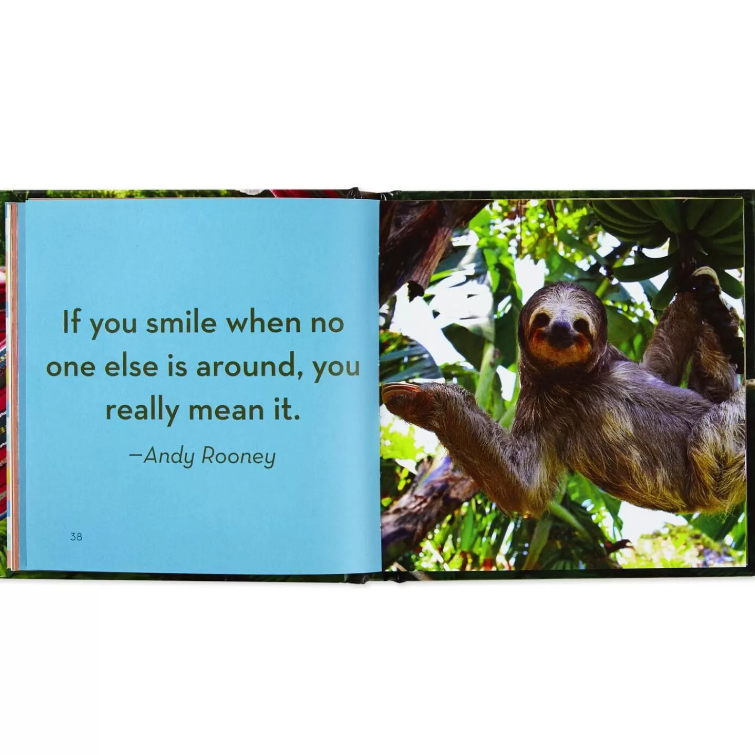 Flash Sale Life In The Sloth Lane: Slow Down And Smell The Hibiscus Book Encouragement