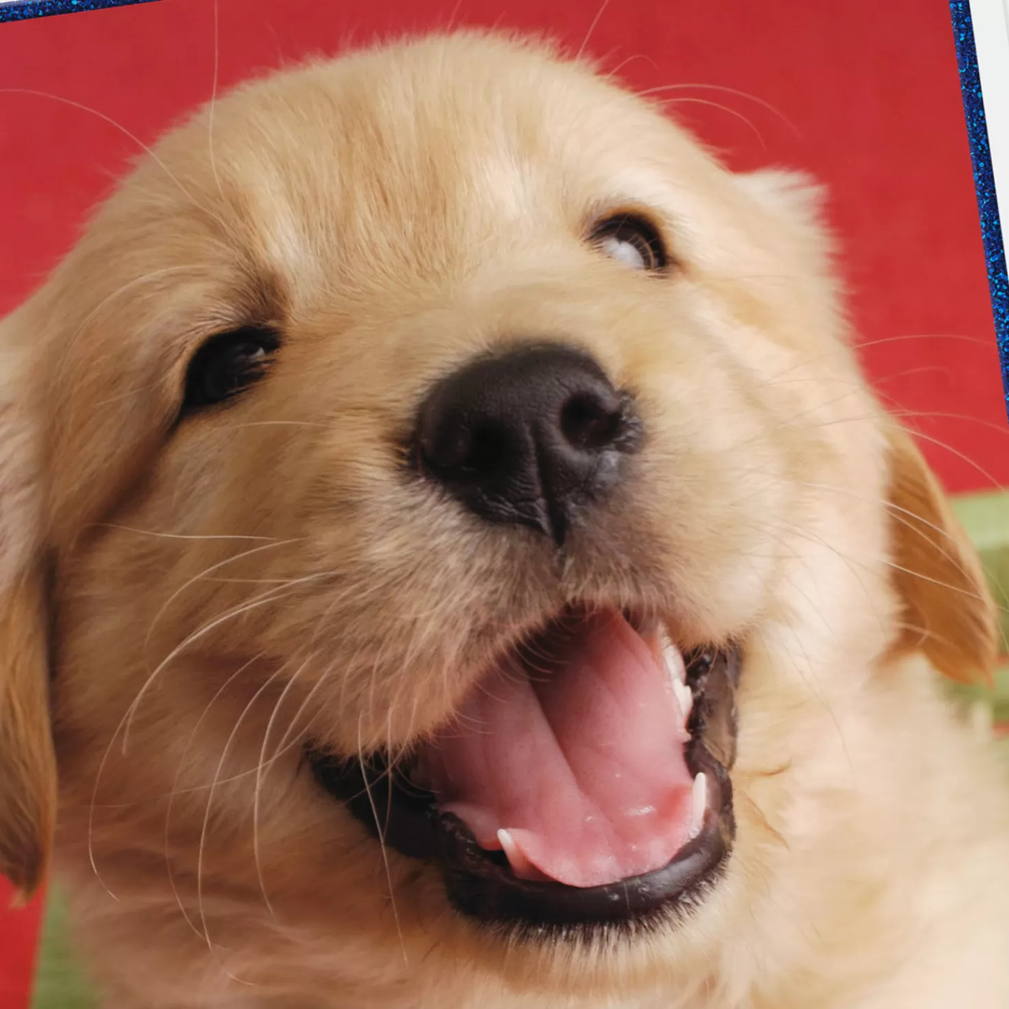 Birthday>Hallmark Puppy Love You'Re A Keeper Birthday Card For Son