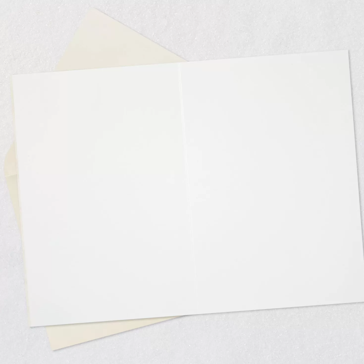 Store Sand Dollar Blank Card Encouragement