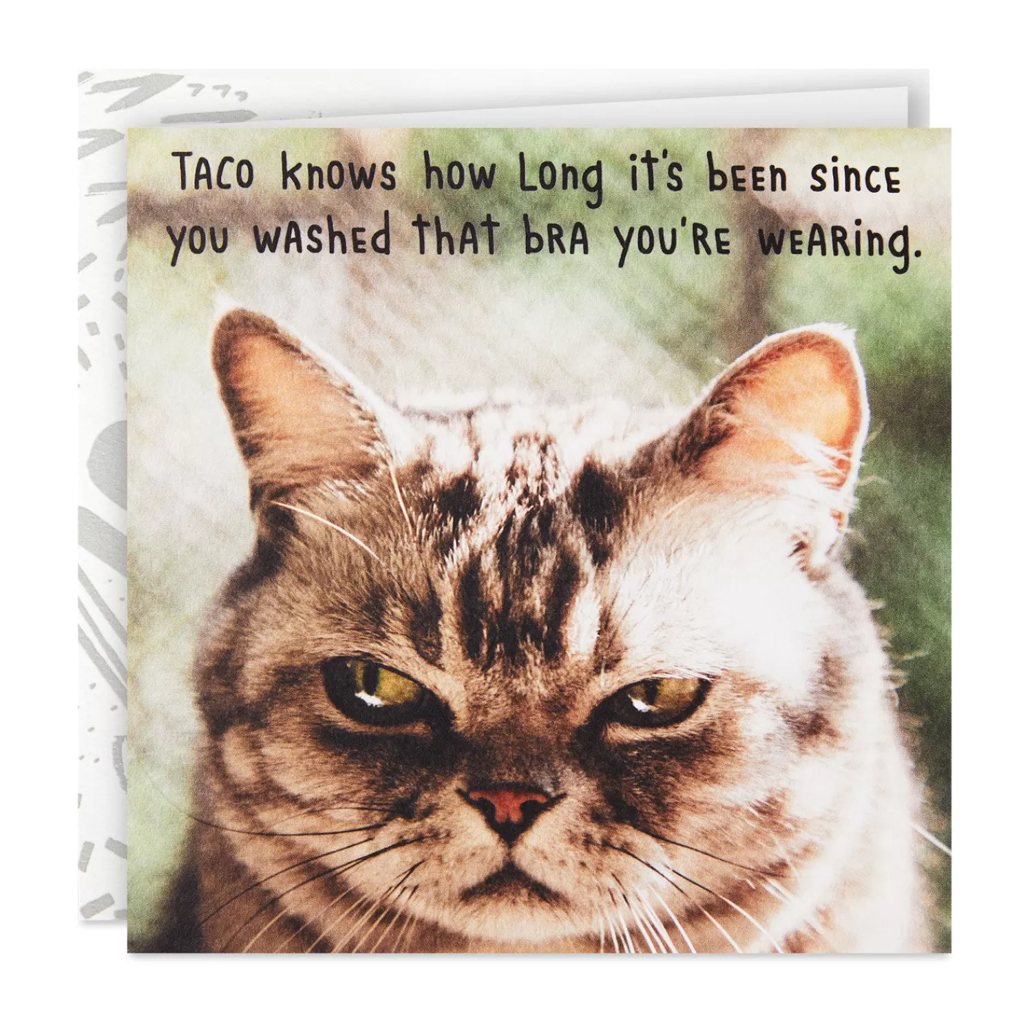 Birthday>Hallmark Taco The Cat Funny Birthday Card For Her